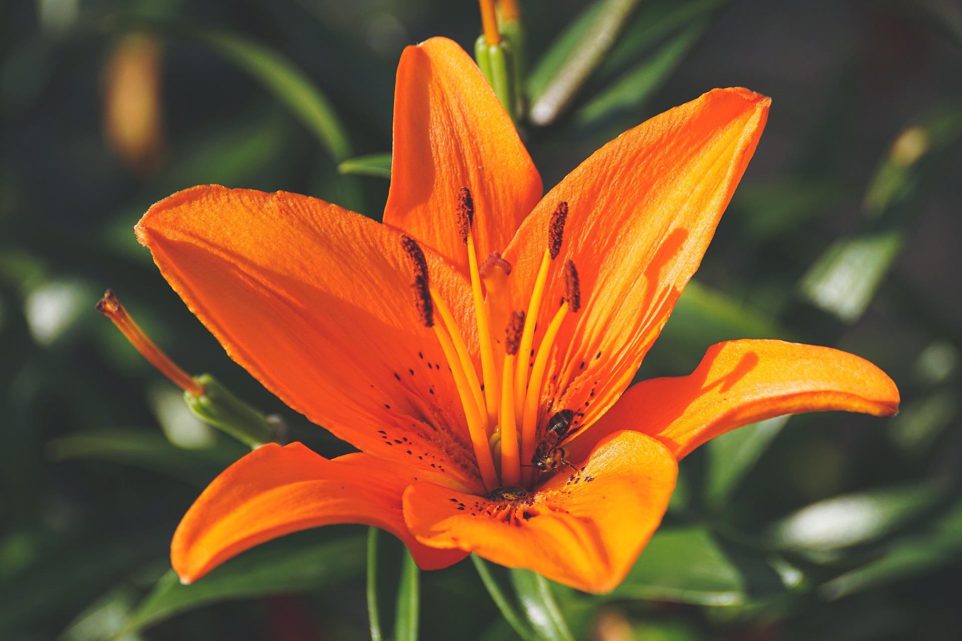 How Many Types Of Lily Flowers Are There - Everything You Need to Know