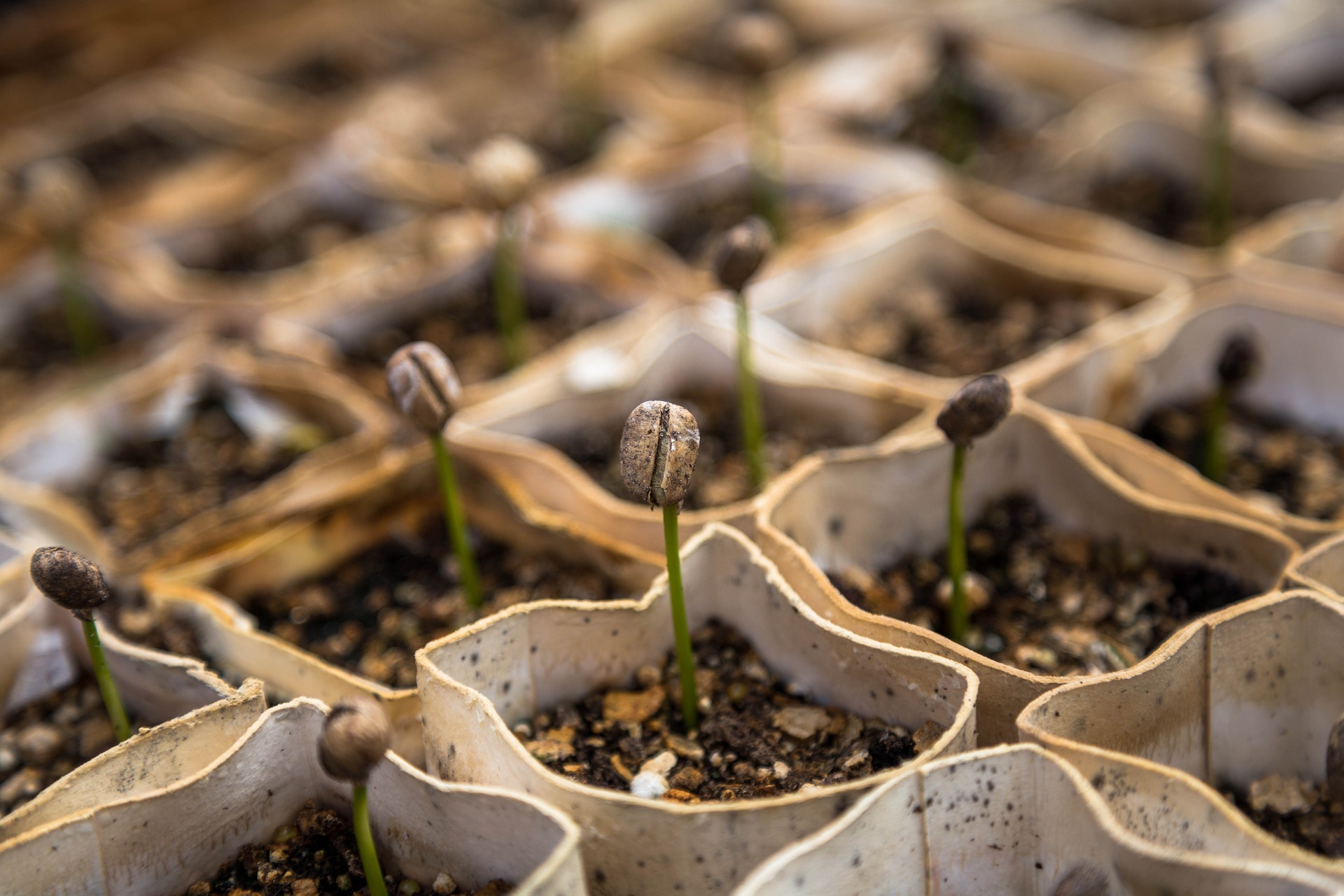 how-to-start-a-plant-nursery-step-by-step-guide-with-tips