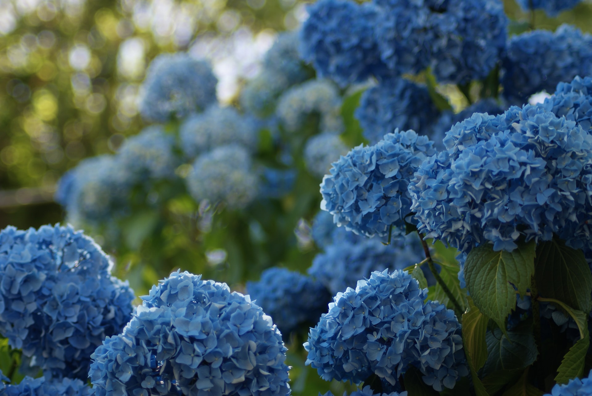 4 Best Fertilizer For Hydrangeas Complete Guide More   Best Fertilizer For Hydrangeas 