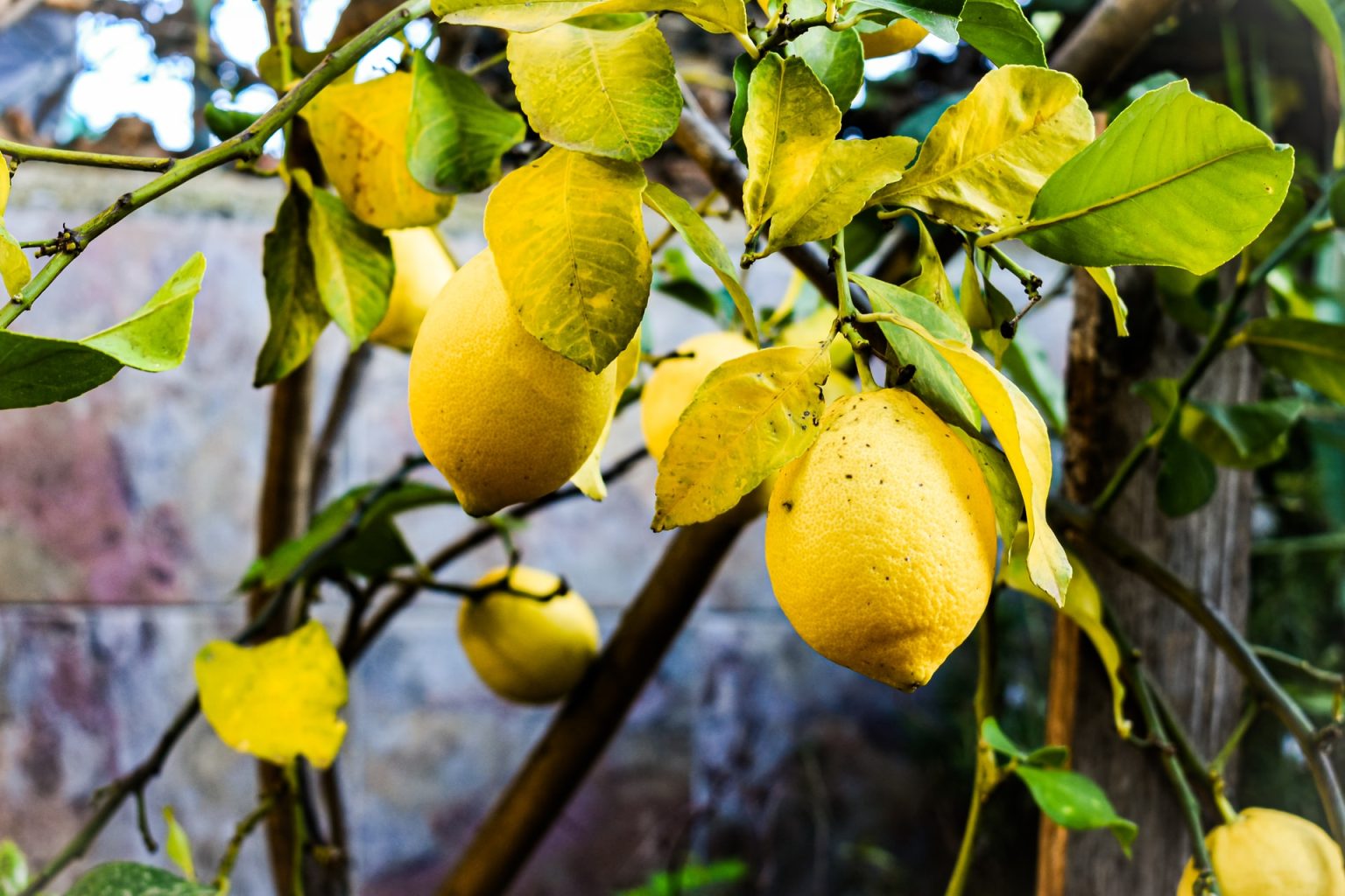 8-best-fertilizer-for-citrus-trees-detailed-guide