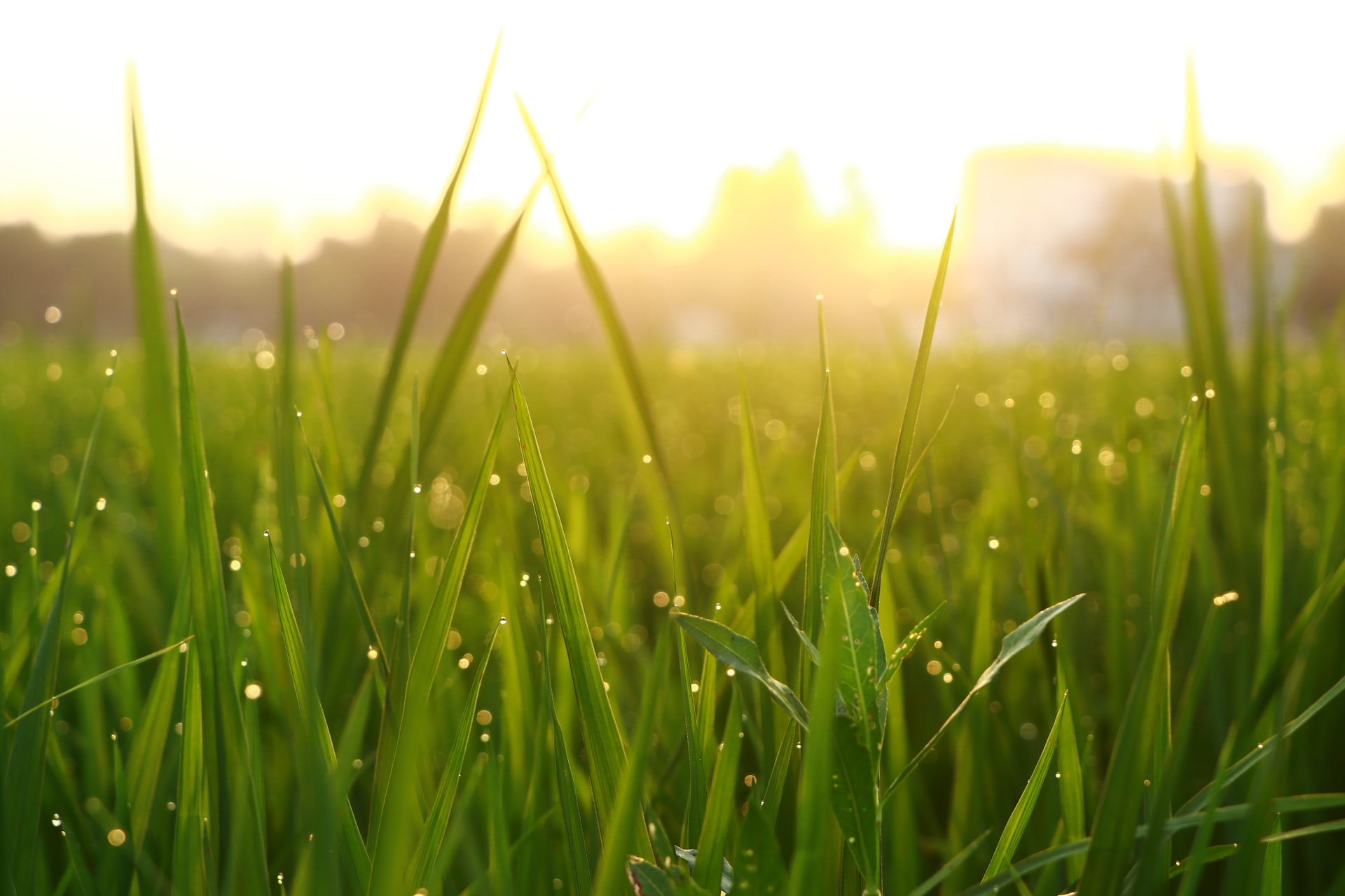 Best Grass Seed for Shade The Ultimate Guide, Tips & More